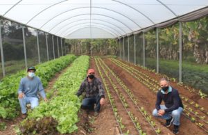Projeto Hortalimento continua a distribuir alface na Chácara Municipal de Fartura Na estufa do projeto encontram-se os plantios de alfaces crespo e americano, chicória e almeirão. (Foto: Divulgação)