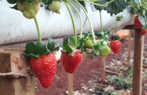 Fartura torna-se referência no cultivo de morango semi-hidropônico Morango da estufa da Chácara Municipal de Fartura. (Foto: Arquivo pessoal)