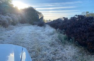 Frio e geada mudam paisagem das cidades da região O gelo cobriu a vegetação no bairro Lageado, em Fartura. (Foto: Arquivo pessoal)