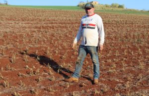 Madrugadas de geada dão prejuízo às plantações da região Dois dias de geada foram muito danosos às plantações da região. (Foto: Arquivo pessoal)