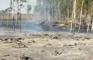 Equipes combatem incêndio de grandes proporções em Taquarituba Incêndio registrado em uma parte de mata da Vila Santa Rita de Cássia. (Foto: Arquivo pessoal)