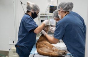 Onça atropelada em Ribeirão Claro passa por tratamento com células-tronco O onça Mari recebe cuidados da equipe responsável pela sua saúde. (Foto: Unifil/Sedest)