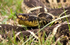 Substância em veneno de cobra jararacuçu pode inibir avanço da covid A cobra jararacuçu (Bothrops jararacussu) é encontrada em estados do sudeste e no MS. (Foto: Divulgação/PMJS)