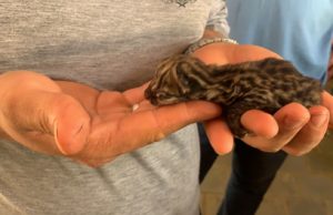 Filhote de gato-maracajá morre dez dias após ser resgatado em fazenda de Fartura O gatinho, abandonado recém-nascido, não resistiu. (Foto: Arquivo pessoal)