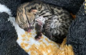 Produtores resgatam filhote de gato-maracajá em Fartura Pequeno felino foi encontrado ainda recém-nascido. (Foto: Arquivo pessoal)