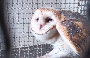 Coruja suindara e saruê são resgatados pela Defesa Civil de Taquarituba A coruja-das-torres tem uma característica penugem branca. (Foto: Divulgação/Defesa Civil de Taquarituba)