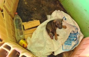 Homem é preso em flagrante por maus-tratos a cachorro em Fartura Cachorrinho encontrado com sinais de maus-tratos em Fartura. (Foto: Divulgação)