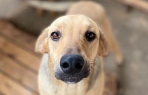 Fartura alerta sobre aumento dos casos de cinomose Os casos de cinomose aumentam no inverno. (Foto: Divulgação)