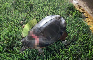 Com ajuda de morador, Defesa Civil de Taquarituba resgata cágado gravemente ferido O animal estava com os órgãos internos expostos. (Foto: Divulgação/Prefeitura de Taquarituba)