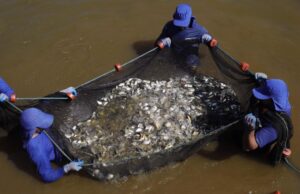 Concessionária realiza soltura de 1,6 milhão de peixes no Rio Paranapanema Desde 2016, já foram soltos mais de 21 milhões de peixes nas bacias dos rios Paraná e Paranapanema. (Foto: Divulgação)