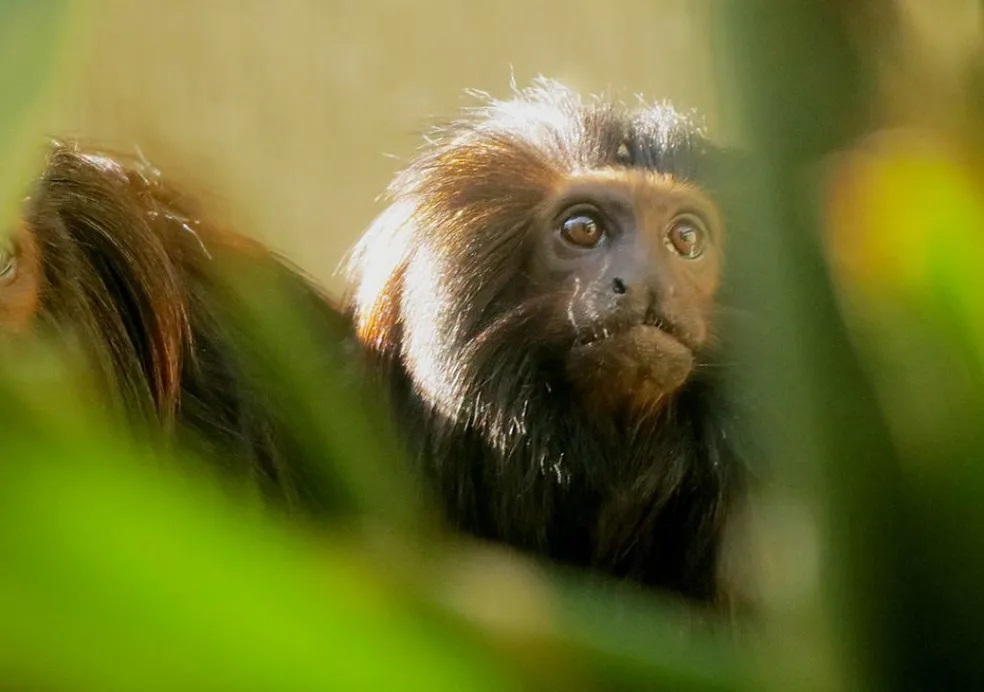 Estação Ecológica de Angatuba abriga o mico-leao-preto, espécie ameaçada de extinção. (Foto: Secretaria de Infraestrutura e Meio Ambiente/Divulgação)