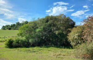 Taquarituba realiza plantio de árvores nativas e recupera nascentes Um dos locais onde foi realizado o trabalho de recuperação das áreas verdes. (Foto: Divulgação/Prefeitura de Taquarituba)