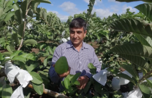 Goiaba carlopolense é destaque novamente em programa da TV Brasil Fruta é produzida na cidade de Carlópolis, na divisa com o estado de SP. (Foto: TV Brasil)