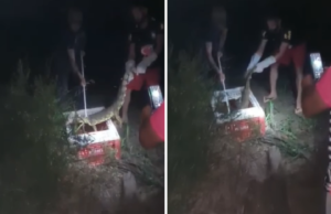 Jacaré é resgatado perto de residência em Cerqueira César Equipe da Secretaria de Meio Ambiente lidando com o animal. (Foto: Reprodução)