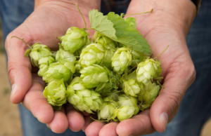 Com foco no lúpulo, Taquarituba realiza Feira de Culturas Alternativas O lúpulo é o ingrediente que dá sabor à cerveja. (Foto: Divulgação)