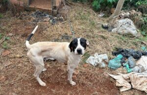 Vigilância Sanitária realiza autuações por maus-tratos a animais em Taquarituba Não foi divulgado o local onde o animal foi encontrado. (Foto: Divulgação/Prefeitura de Taquarituba)