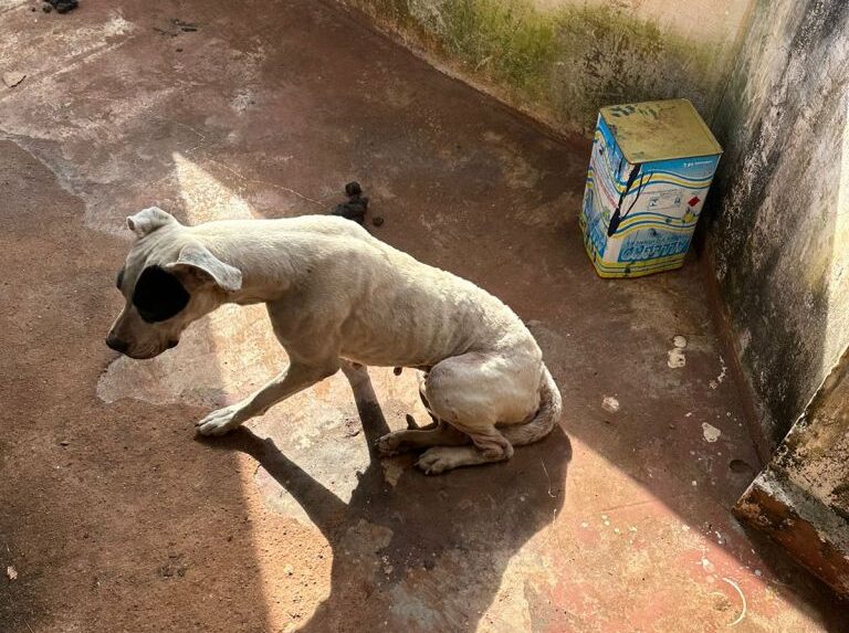 Cão encontrado em situação de vulnerabilidade em Taquarituba. (Foto: Divulgação/Prefeitura de Fartura)