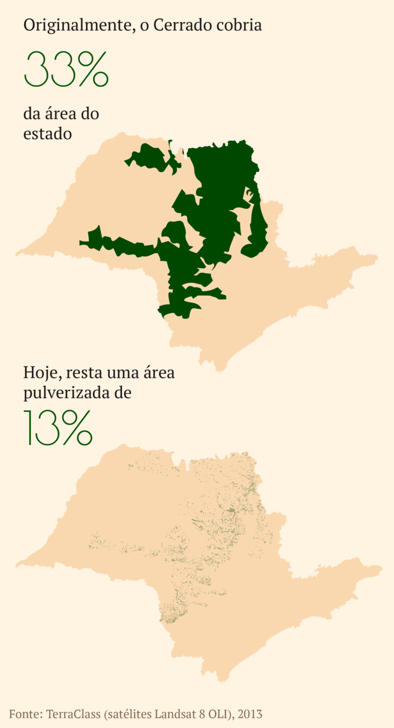 Desmatamento do Cerrado no estado de SP. (Foto: Rede Cerrado/Reprodução)