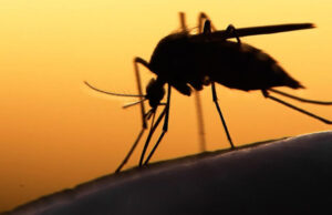 SP volta a registrar mortes por febre amarela após dois anos sem casos De janeiro a março de 2023, a cobertura vacinal para febre amarela ficou em 82%. (Foto: Divulgação)