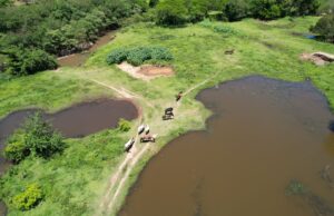 Fartura intensifica fiscalização de animais de grande porte soltos no município É comum ver animais de grande porte soltos em Fartura. (Foto: Divulgação/Prefeitura de Fartura)