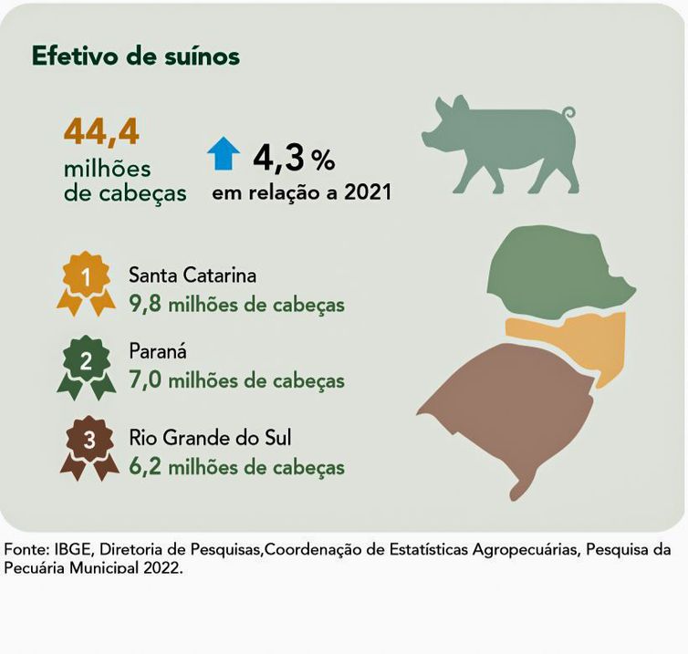 Estados com maiores criações de suínos no país. (Foto: IBGE/Divulgação)