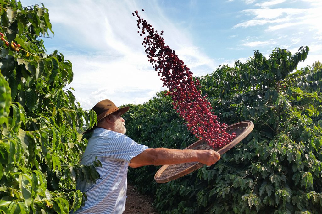 A produção de café é tradição na região. (Foto: Divulgação)