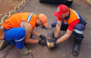 Defesa Civil de Taquarituba alerta para presença de animais selvagens em parques urbanos Quando foi encontrada, a ave não conseguia se alimentar ou se locomover. (Foto: Divulgação/Prefeitura de Taquarituba)