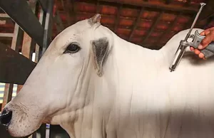 Febre Aftosa: criadores de gado devem concluir vacinação até quinta-feira (30) Os proprietários devem primeiro adquirir as vacinas em estabelecimentos cadastrados junto à Coordenadoria de Defesa Agropecuária. (Divulgação/MAPA)