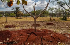 Brasil perdeu 16% de vegetação herbácea e arbustiva em 38 anos Dados inéditos são de levantamento do MapBiomas. (Foto: José Cruz/Agência Brasil)