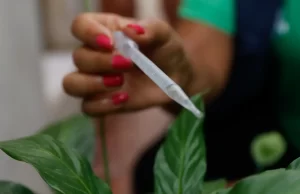 Incorporação de vacina contra dengue ao SUS deve sair ainda este ano Ministério da Saúde abriu consulta pública sobre o tema. (Foto: Fernando Frazão/Agência Brasil)