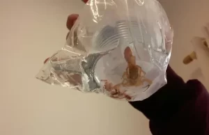 SP lança mapa online com pontos de atendimento com soro antiveneno Acidentes com animais peçonhentos aumentam no período quente. (Foto: Agência Brasil)