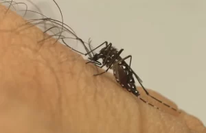 Sarutaiá, Manduri e Bernardino são as cidades da região com maior incidência de dengue Imagem ilustrativa. (Foto: Divulgação/Fiocruz)