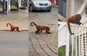Moradores de Taquarituba registram macaco bugio perambulando pela cidade Animal silvestre foi visto em localidades da área urbana. (Foto: Reprodução/YouTube)