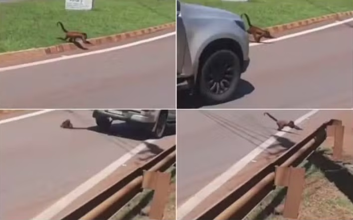 Vídeo mostra momento em que macaco é atropelado em rodovia de Taquarituba. (Foto: Reprodução)