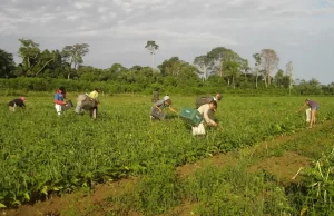 Moradores do campo ainda são mais afetados por insegurança alimentar Números foram divulgados nesta quarta-feira (24) pelo IBGE. (Foto: Emuanel Cavalcante/Divulgação/Embrapa-AP)