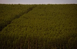 Câmara aprova dispensa de licença ambiental de plantações de eucalipto Empreendimentos de grande porte podem ficar sem medidas preventivas de proteção ao meio ambiente. (Foto: CNA/Wenderson Araujo/Trilux)