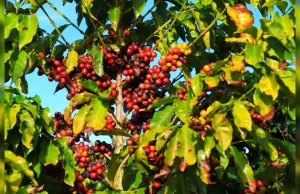 Com 23% de participação, Carlópolis é o maior produtor de café do Paraná Imagem ilustrativa. (Foto: Divulgação)