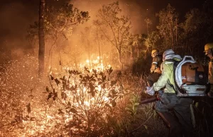 Entenda a diferença entre manejo com fogo, contrafogo e queimada Técnicas de controle exigem conhecimento técnico e qualificação. (Foto: Mayangdi Inzaulgarat/Ibama)