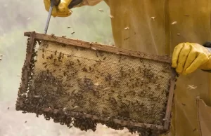 Apicultores de Taguaí e de Iaras participam do Brasil Honey Show Feira especializada em apicultura foi realizada em Botucatu. (Foto: Divulgação)