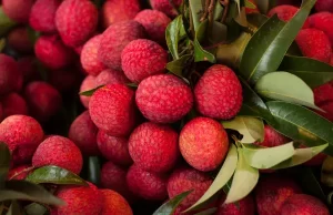 Cidades da região são reconhecidas como parte de cadeia produtiva local de lichia A lichia é uma fruta típica do verão. (Foto: Divulgação)
