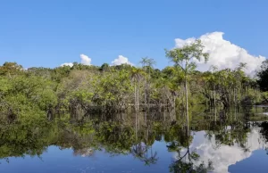 Sociedade civil aposta em parcerias para recuperação florestal no Brasil Novos projetos têm foco no desenvolvimento sustentável. (Foto: Fabio Rodrigues-Pozzebom/Agência Brasil)