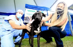 Carlópolis vai receber programa estadual de castração para cães e gatos Prioridade serão animais de famílias de baixa renda, sob cuidados de ONGs ou protetores independentes. (Foto: SEDEST-PR)
