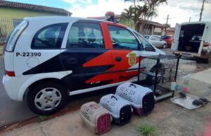 Polícia resgata 17 animais e prende responsável por maus-tratos em Avaré Animais foram resgatados pela PC de Avaré. (Foto: Divulgação)