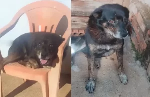 Polícia investiga caso de cachorro que morreu após ataque de pitbull em Piraju Cão de 14 anos morreu após ataque de pitbull. (Foto: Reprodução)