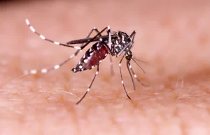 Moradora de Carlópolis de 49 anos morre em decorrência da dengue Imagem ilustrativa. (Foto: Reprodução)