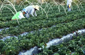 Anater seleciona entidades para programa de assistência técnica rural Quase 9 mil famílias serão beneficiadas em três regiões do país. (Foto: Valter Campanato/Agência Brasil)