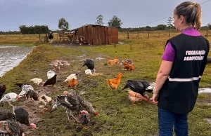 Brasil investiga casos suspeitos de gripe aviária até o momento São 2 casos suspeitos em granjas comerciais e 4 em criações domésticas. (Foto: Ascom Seapi/Divulgação)