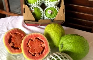 Segunda maior produtora do PR, Carlópolis será sede de evento sobre fruticultura O município já é referência na exportação de frutas como a goiaba, principalmente por meio de cooperativas da região. (Foto: Divulgação)