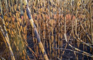 Queima da palha da cana está proibida durante o dia em todo o estado de SP Cetesb será responsável pelo acompanhamento da atividade em todo o estado. (Foto: Divulgação)