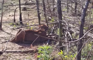 Onça-parda é resgatada em estado de fragilidade em Cerqueira César; vídeo O animal foi avistado por moradores da região, que acionaram a Secretaria Municipal de Meio Ambiente. (Foto: Divulgação via A Voz do Vale)